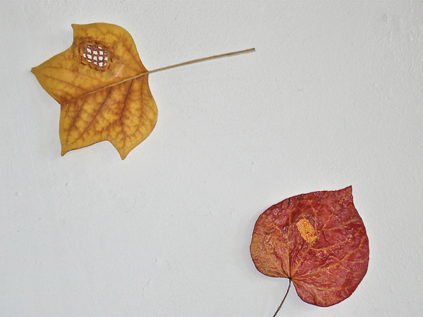 Mended Leaves